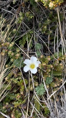 Oxalis enneaphylla