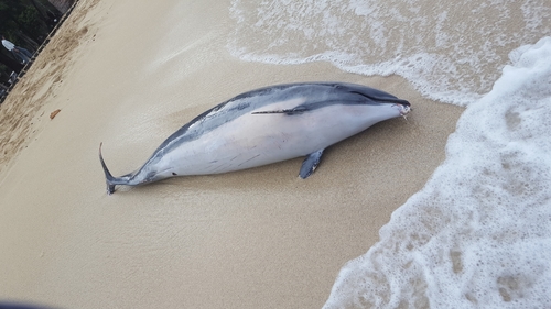 Fraser's Dolphin photographed in Hawaii