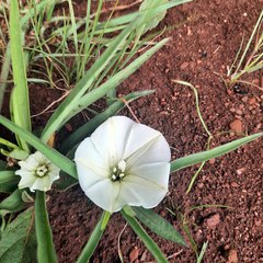 Ipomoea simplex