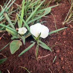 Ipomoea simplex
