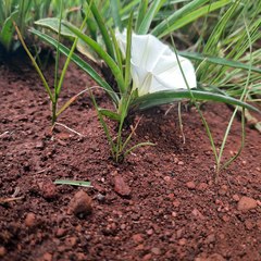 Ipomoea simplex