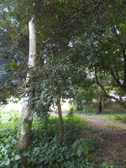 Chrysophyllum cainito