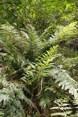 Pteris dentata
