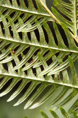 Pteris dentata
