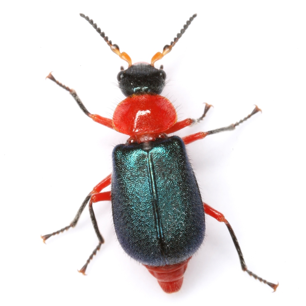 Collops grandis from Peña Blanca Lake, Santa Cruz County, Arizona, USA ...