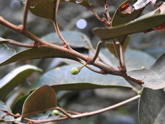 Chrysophyllum cainito