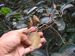 Chrysophyllum cainito