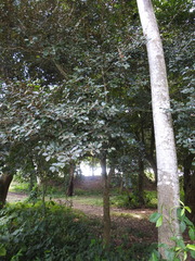 Chrysophyllum cainito