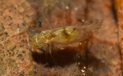 Trichopsocus