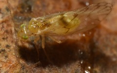 Trichopsocus
