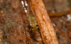 Trichopsocus