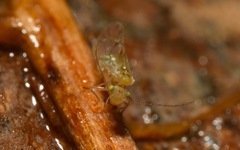 Trichopsocus