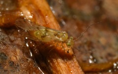 Trichopsocus