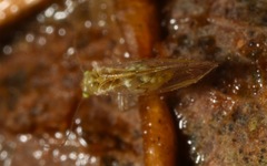 Trichopsocus