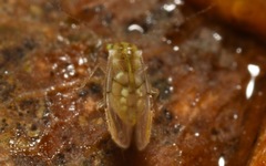 Trichopsocus