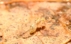 Trichopsocus