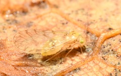 Trichopsocus
