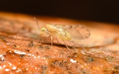 Trichopsocus