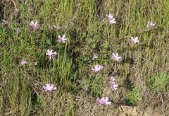 Sidalcea malviflora
