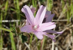Sidalcea malviflora