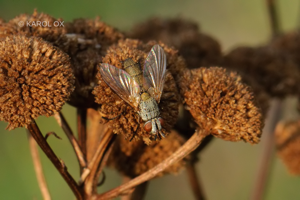 Solieria fenestrata