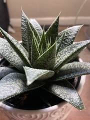 × Gasteraloe