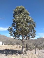 Eucalyptus cladocalyx