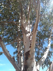 Eucalyptus cladocalyx