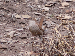 Ochetorhynchus ruficaudus