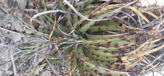 Hechtia texensis