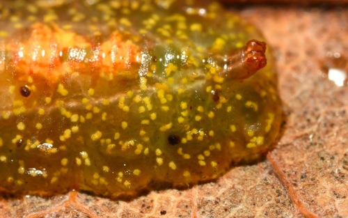 Black-horned Smoothtail