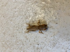 Neoscapteriscus vicinus