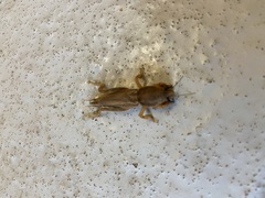 Neoscapteriscus vicinus