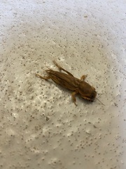 Neoscapteriscus vicinus