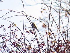 Passer montanus