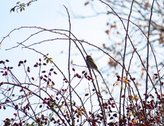 Passer montanus