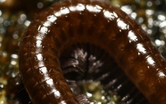 Chordeuma
