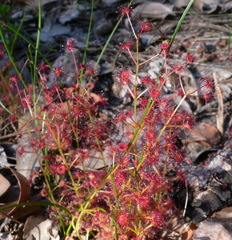 Drosera stolonifera
