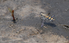 Chaetodera regalis