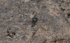 Chaetodera regalis