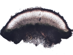 Pyrenodesmia chalybaea