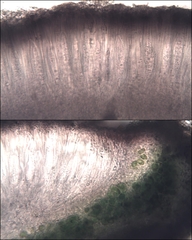 Pyrenodesmia chalybaea