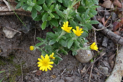 Senecio arniciflorus