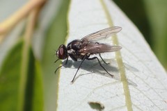 Limnophora