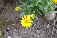 Senecio arniciflorus