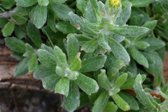 Senecio arniciflorus