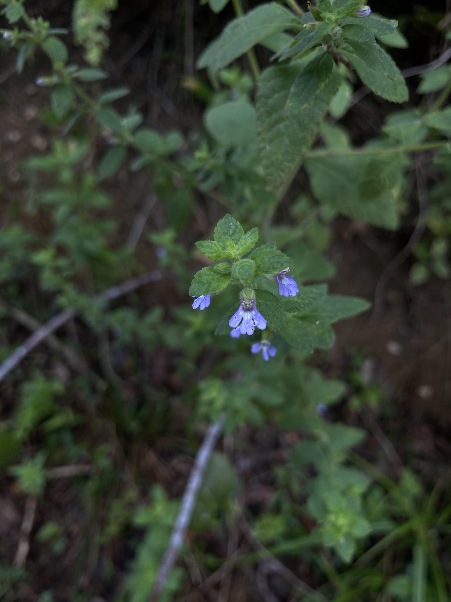 Stemodia foliosa
