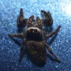 Phidippus princeps