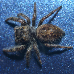 Phidippus princeps
