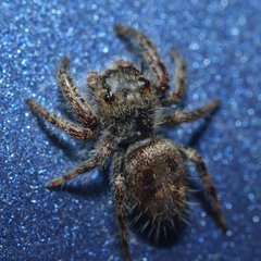 Phidippus princeps